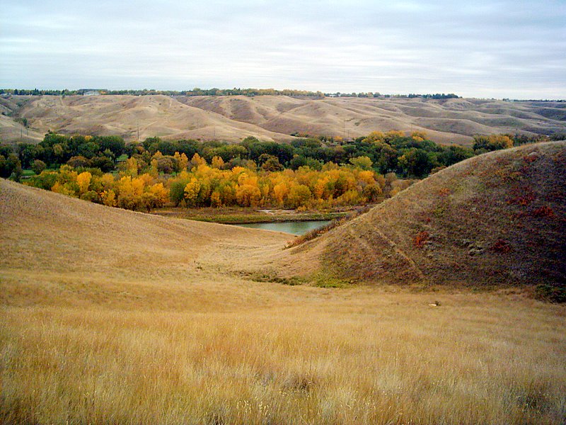 Golden autumn trees and the Oldman River between Lethbridge coulees